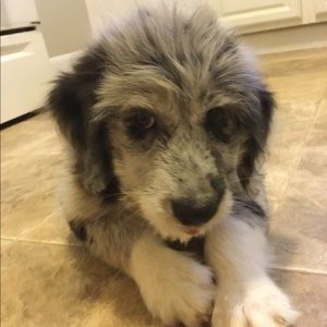 Meet your Posher, Jayden